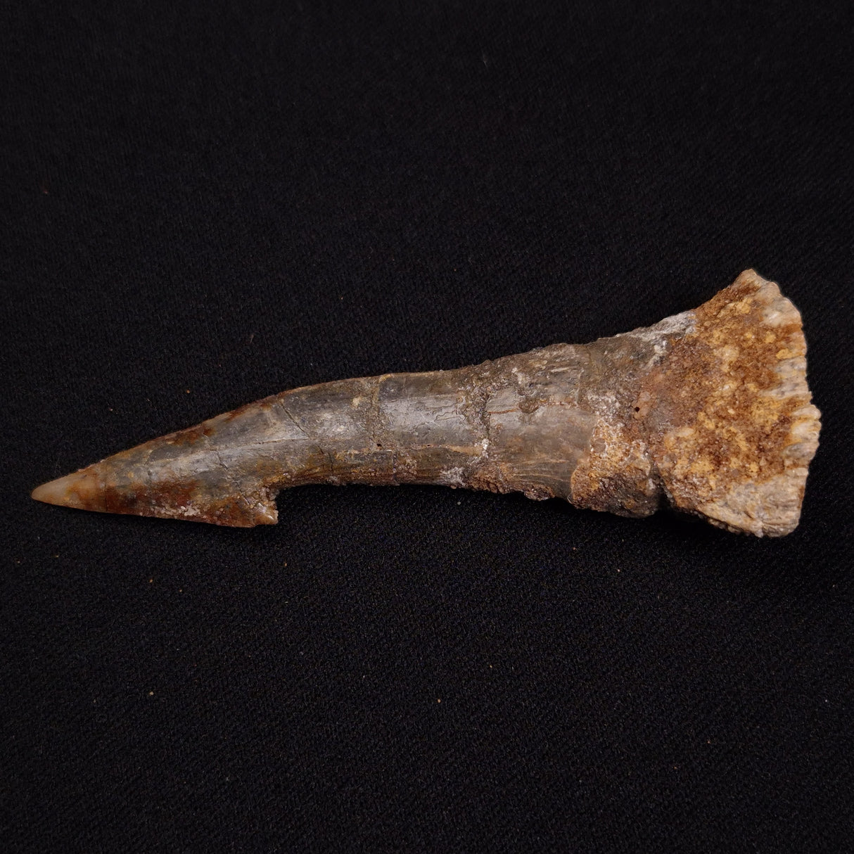 SAWFISH ROSTRAL BARB FOSSIL, Late Cretaceous, Morocco XSF021