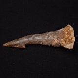 SAWFISH ROSTRAL BARB FOSSIL, Late Cretaceous, Morocco XSF021