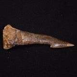 SAWFISH ROSTRAL BARB FOSSIL, Late Cretaceous, Morocco XSF021