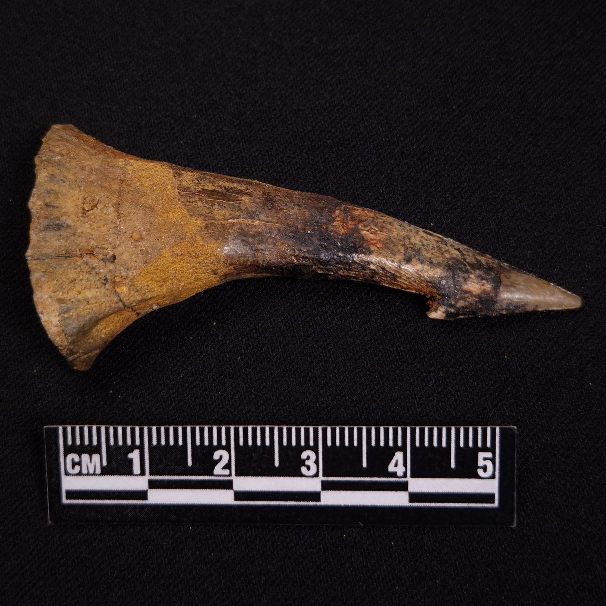 SAWFISH ROSTRAL BARB FOSSIL, Late Cretaceous, Morocco XSF022