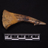 SAWFISH ROSTRAL BARB FOSSIL, Late Cretaceous, Morocco XSF022