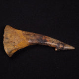 SAWFISH ROSTRAL BARB FOSSIL, Late Cretaceous, Morocco XSF022