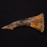 SAWFISH ROSTRAL BARB FOSSIL, Late Cretaceous, Morocco XSF022
