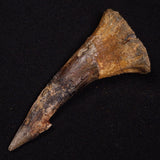 SAWFISH ROSTRAL BARB FOSSIL, Late Cretaceous, Morocco XSF022