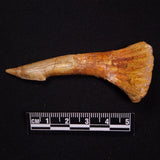 SAWFISH ROSTRAL BARB FOSSIL, Late Cretaceous, Morocco XSF023