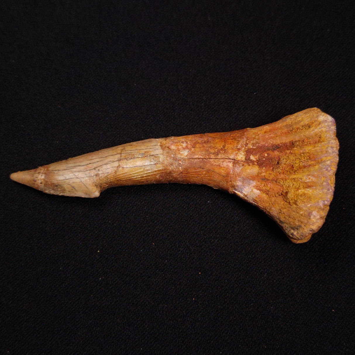 SAWFISH ROSTRAL BARB FOSSIL, Late Cretaceous, Morocco XSF023