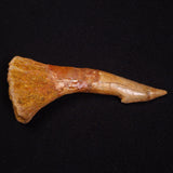 SAWFISH ROSTRAL BARB FOSSIL, Late Cretaceous, Morocco XSF023