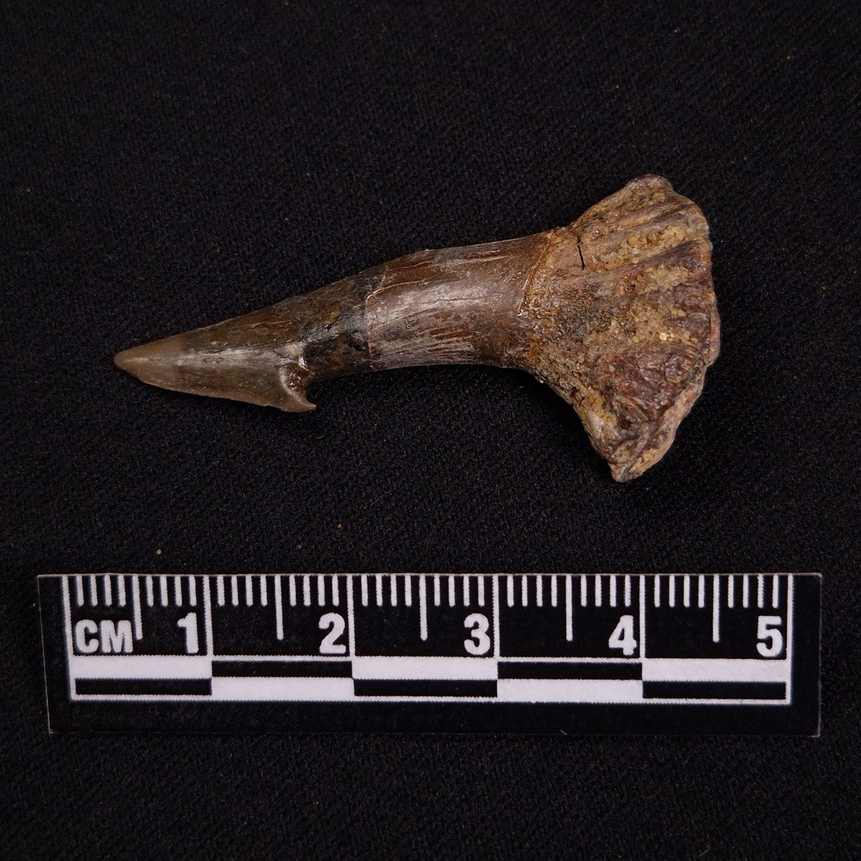 SAWFISH ROSTRAL BARB FOSSIL, Late Cretaceous, Morocco XSF024