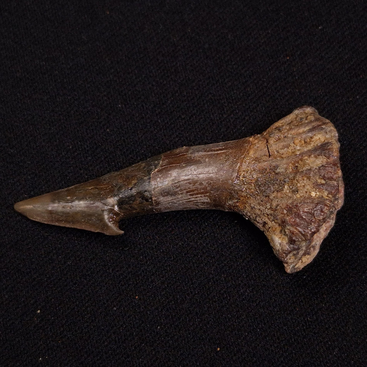 SAWFISH ROSTRAL BARB FOSSIL, Late Cretaceous, Morocco XSF024