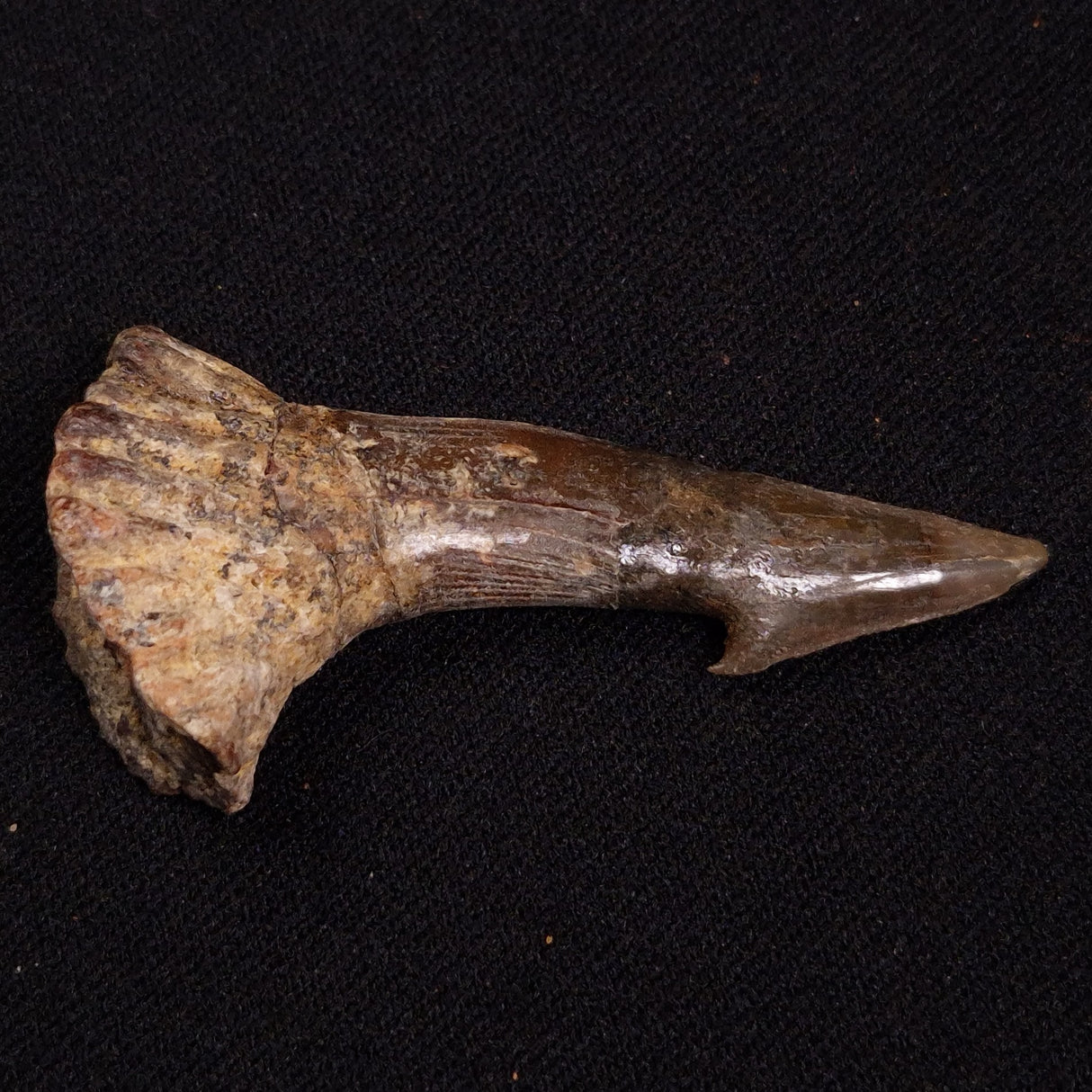 SAWFISH ROSTRAL BARB FOSSIL, Late Cretaceous, Morocco XSF024