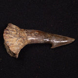 SAWFISH ROSTRAL BARB FOSSIL, Late Cretaceous, Morocco XSF024