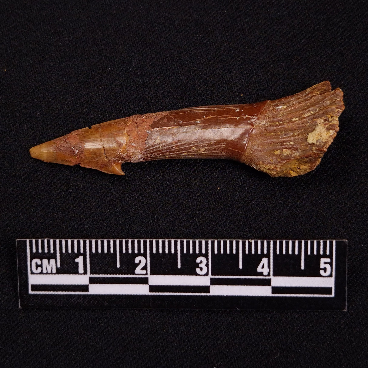 SAWFISH ROSTRAL BARB FOSSIL, Late Cretaceous, Morocco XSF025
