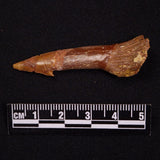 SAWFISH ROSTRAL BARB FOSSIL, Late Cretaceous, Morocco XSF025