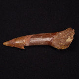 SAWFISH ROSTRAL BARB FOSSIL, Late Cretaceous, Morocco XSF025