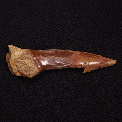 SAWFISH ROSTRAL BARB FOSSIL, Late Cretaceous, Morocco XSF025