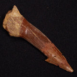 SAWFISH ROSTRAL BARB FOSSIL, Late Cretaceous, Morocco XSF025