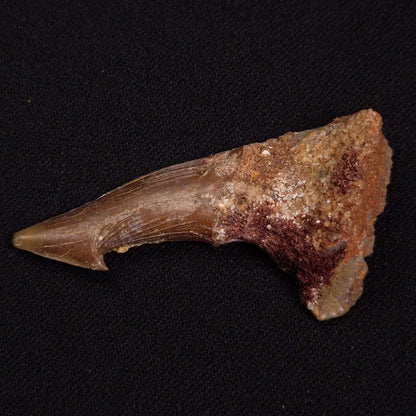 SAWFISH ROSTRAL BARB FOSSIL, Late Cretaceous, Morocco XSF026