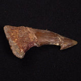 SAWFISH ROSTRAL BARB FOSSIL, Late Cretaceous, Morocco XSF026