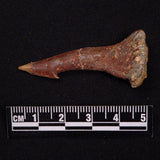SAWFISH ROSTRAL BARB FOSSIL, Late Cretaceous, Morocco XSF027