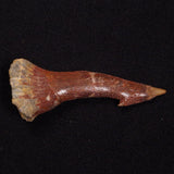 SAWFISH ROSTRAL BARB FOSSIL, Late Cretaceous, Morocco XSF027