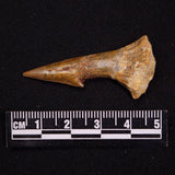 SAWFISH ROSTRAL BARB FOSSIL, Late Cretaceous, Morocco XSF028