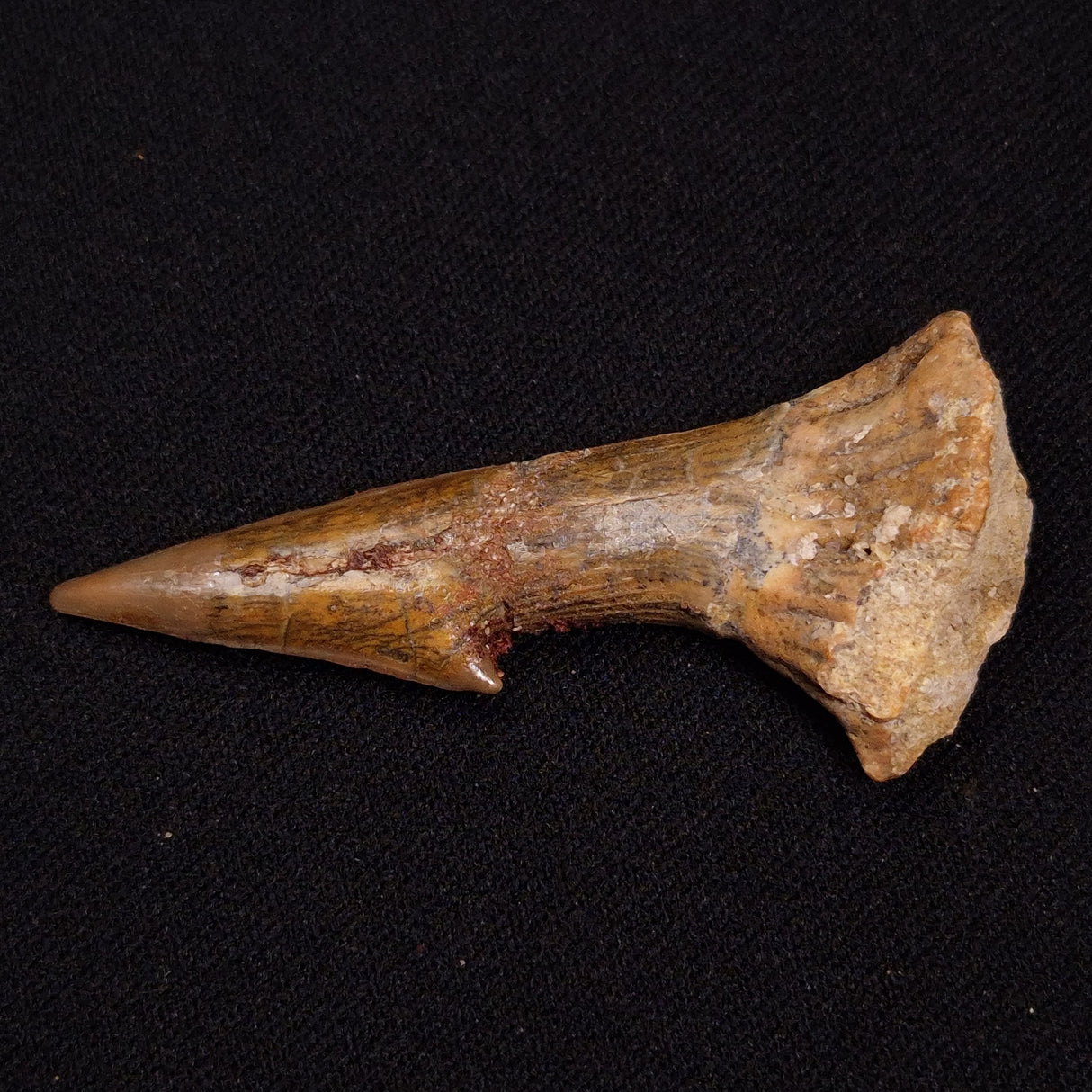 SAWFISH ROSTRAL BARB FOSSIL, Late Cretaceous, Morocco XSF028