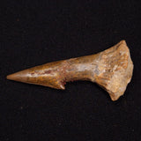 SAWFISH ROSTRAL BARB FOSSIL, Late Cretaceous, Morocco XSF028
