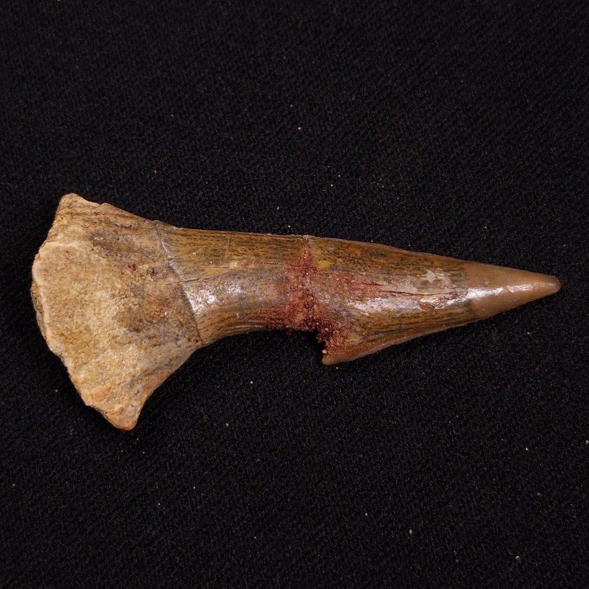 SAWFISH ROSTRAL BARB FOSSIL, Late Cretaceous, Morocco XSF028