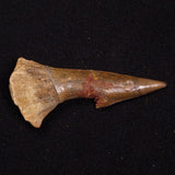 SAWFISH ROSTRAL BARB FOSSIL, Late Cretaceous, Morocco XSF028