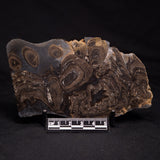 HORSE TOOTH STROMATOLITE, Devonian, Scotland ZHT002