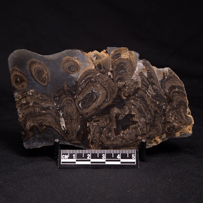 HORSE TOOTH STROMATOLITE, Devonian, Scotland ZHT002
