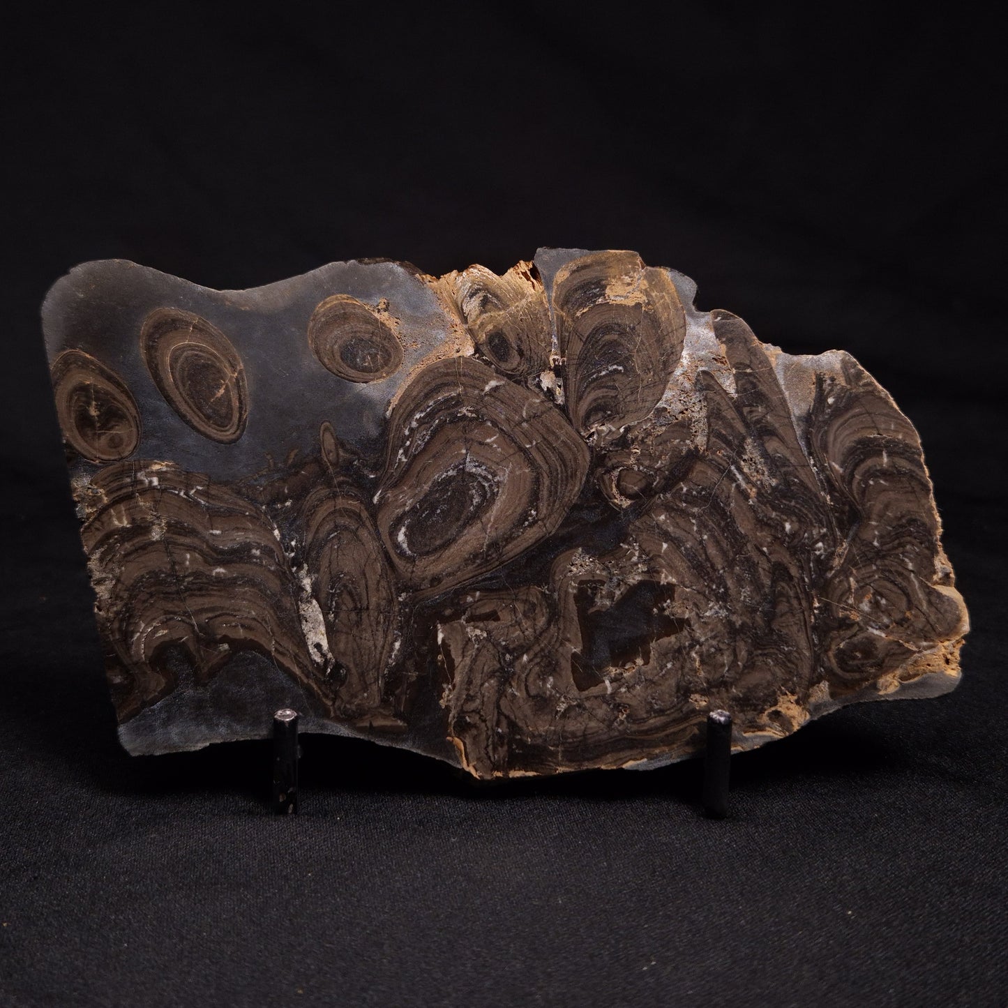 HORSE TOOTH STROMATOLITE, Devonian, Scotland ZHT002