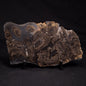 HORSE TOOTH STROMATOLITE, Devonian, Scotland ZHT002