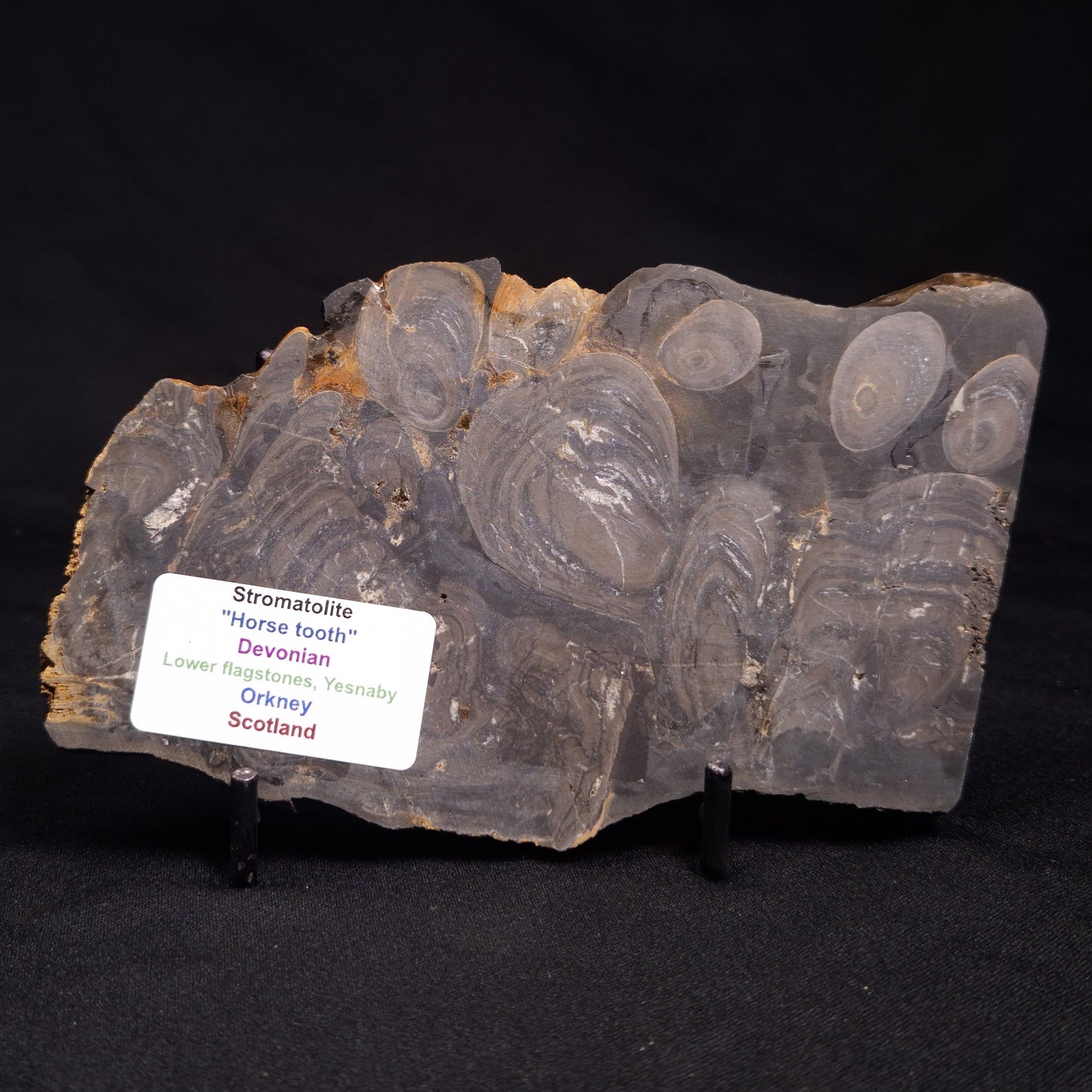 HORSE TOOTH STROMATOLITE, Devonian, Scotland ZHT002