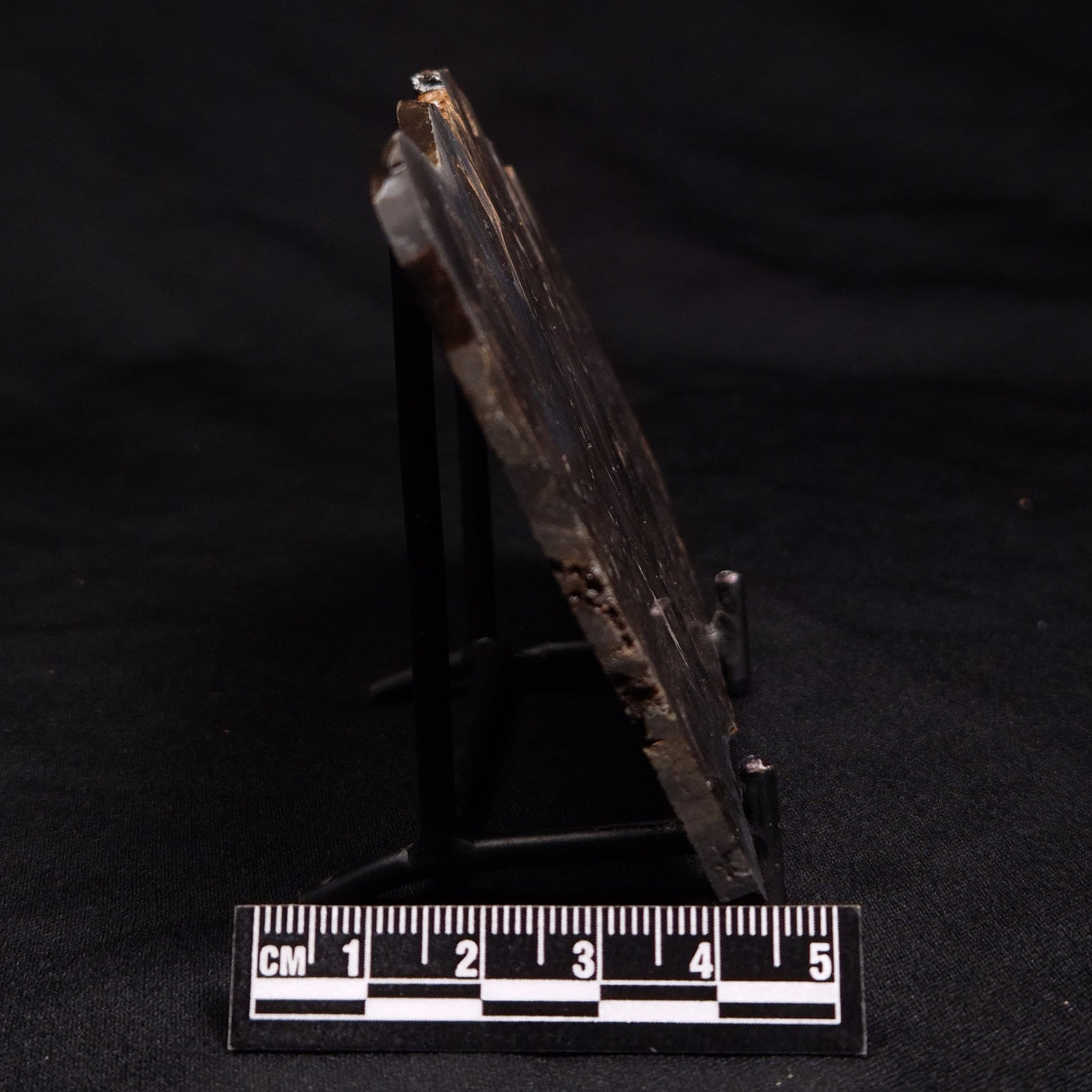 HORSE TOOTH STROMATOLITE, Devonian, Scotland ZHT002