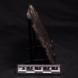 HORSE TOOTH STROMATOLITE, Devonian, Scotland ZHT002