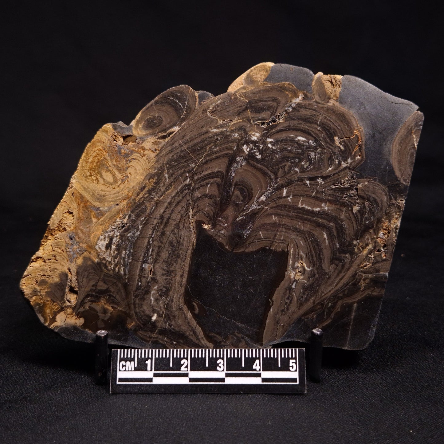 HORSE TOOTH STROMATOLITE, Devonian, Scotland ZHT003