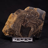 HORSE TOOTH STROMATOLITE, Devonian, Scotland ZHT003