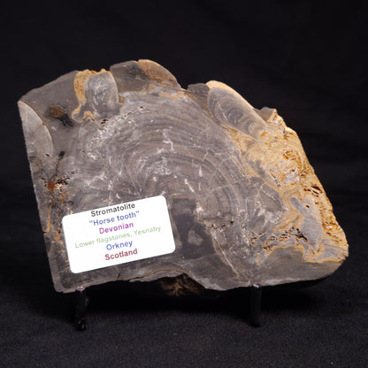 HORSE TOOTH STROMATOLITE, Devonian, Scotland ZHT003
