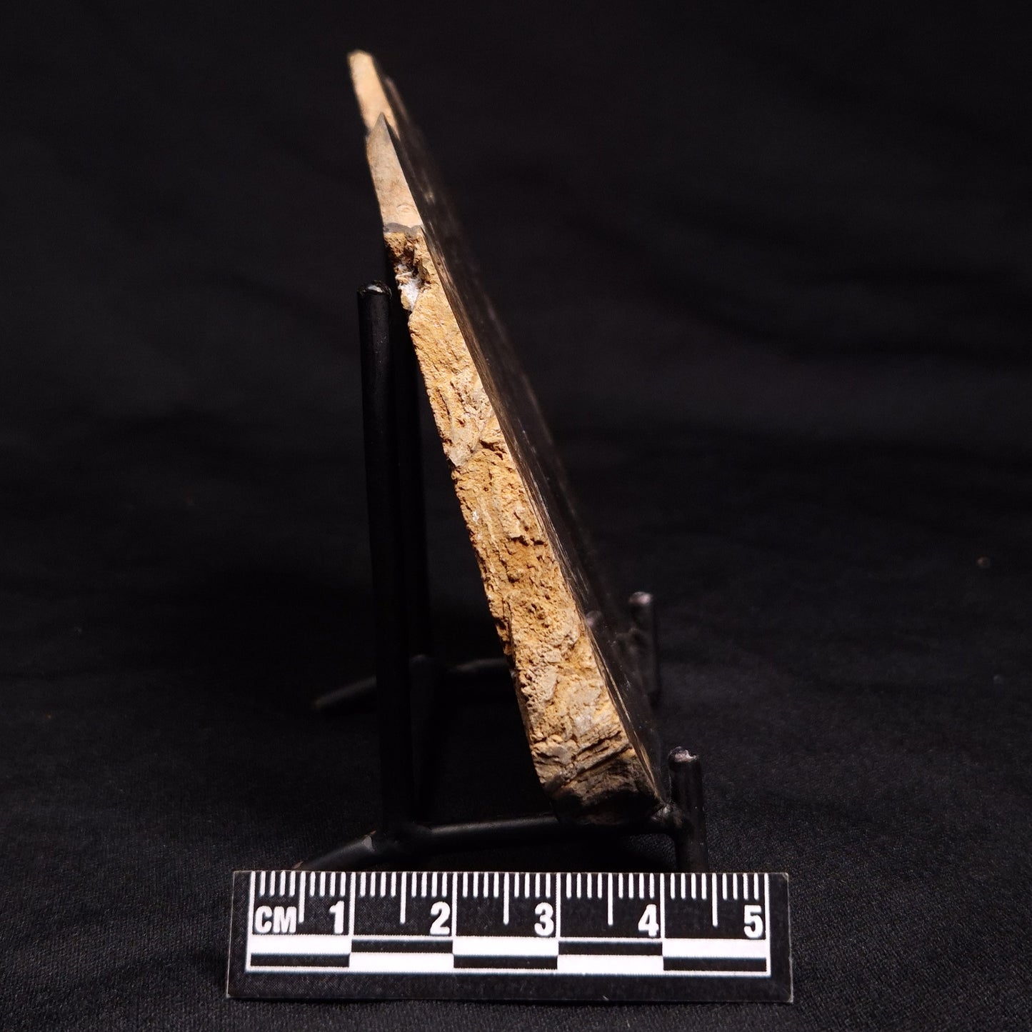 HORSE TOOTH STROMATOLITE, Devonian, Scotland ZHT003