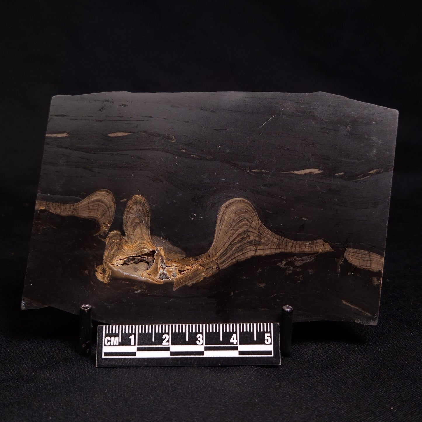 HORSE TOOTH STROMATOLITE, Devonian, Scotland ZHT004