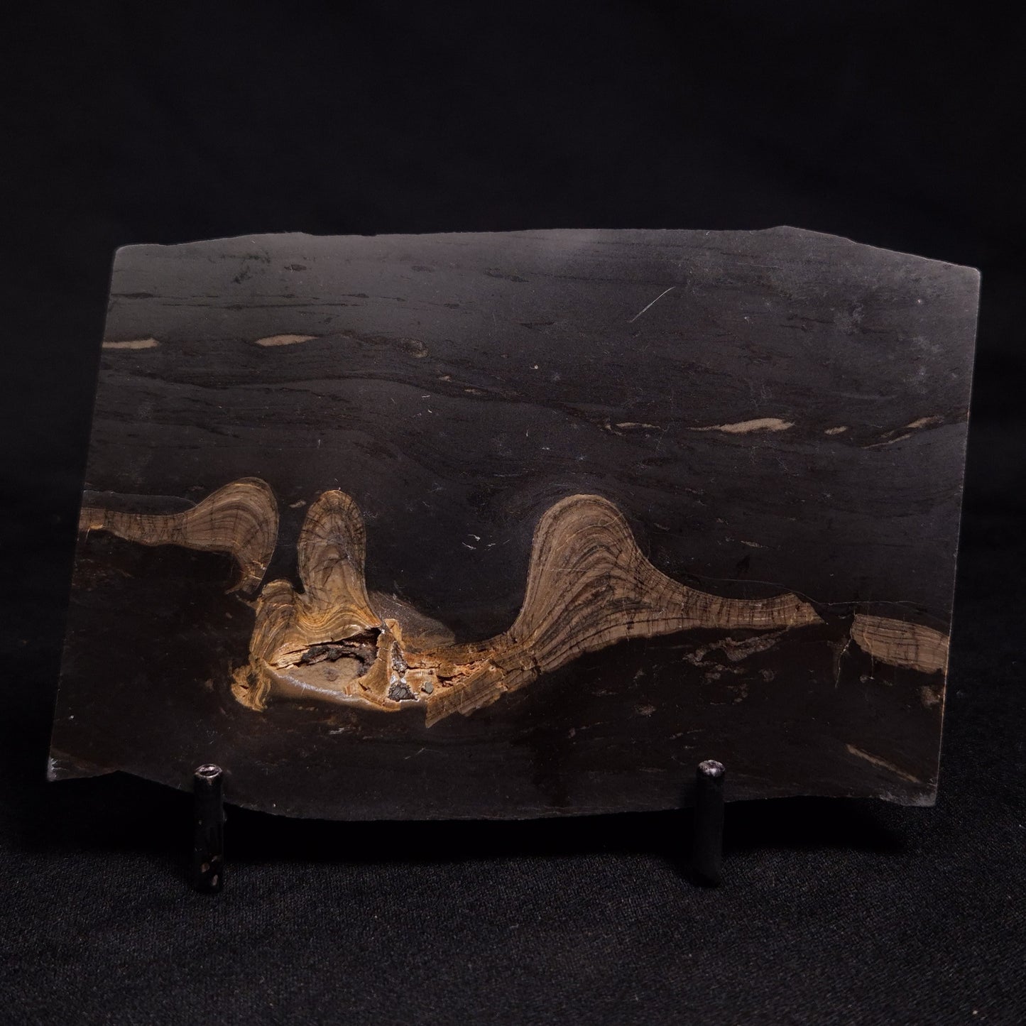 HORSE TOOTH STROMATOLITE, Devonian, Scotland ZHT004