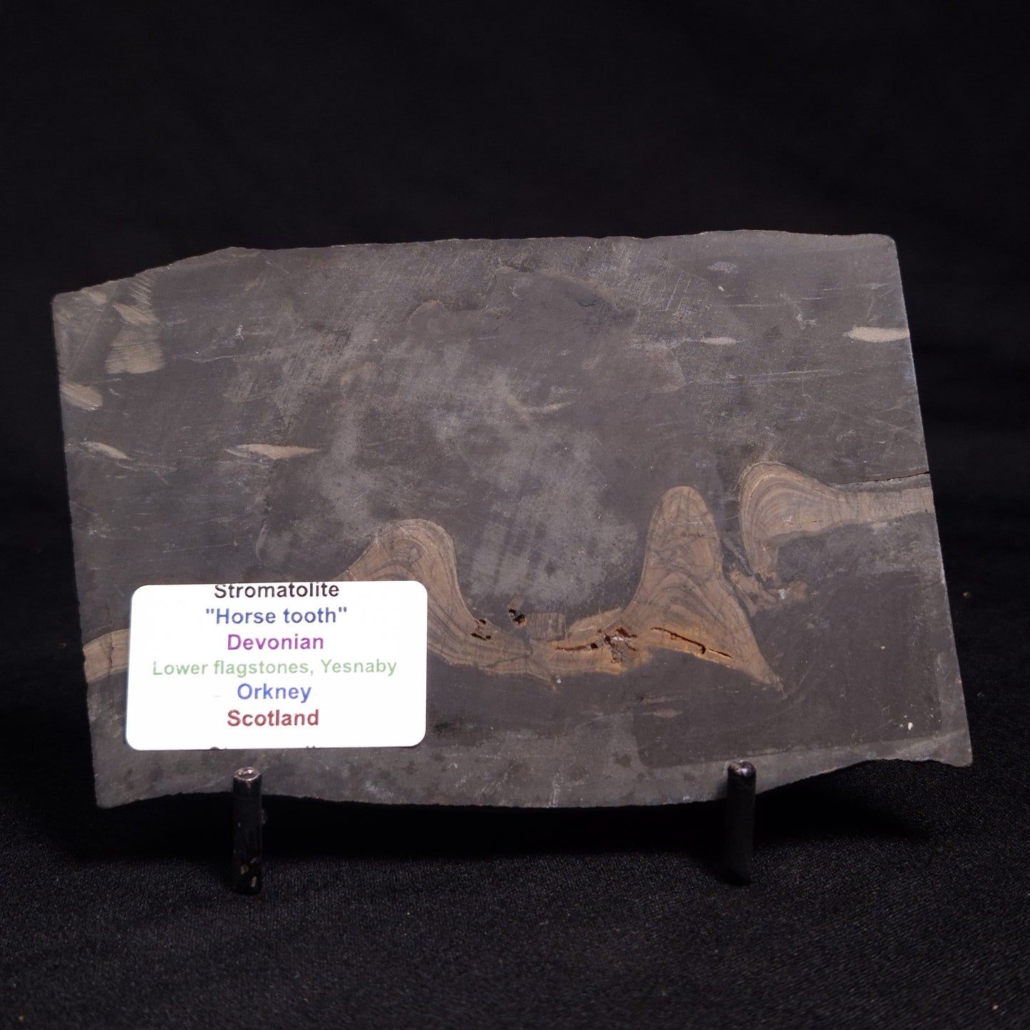 HORSE TOOTH STROMATOLITE, Devonian, Scotland ZHT004