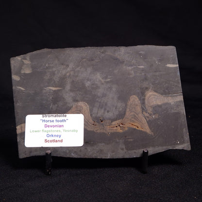 HORSE TOOTH STROMATOLITE, Devonian, Scotland ZHT004