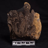HORSE TOOTH STROMATOLITE, Devonian, Scotland ZHT005