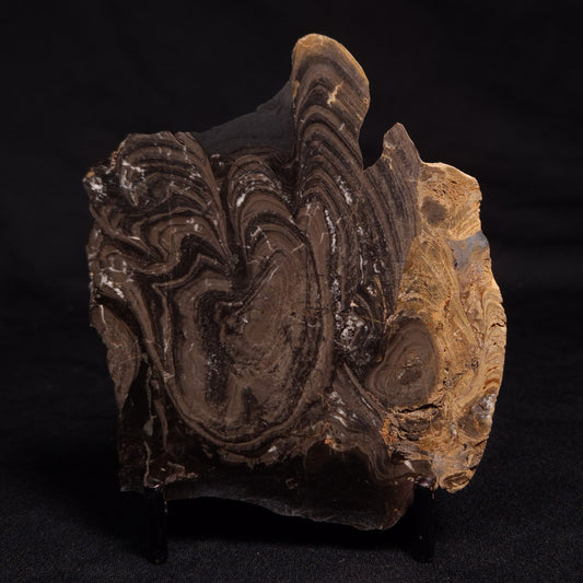 HORSE TOOTH STROMATOLITE, Devonian, Scotland ZHT005
