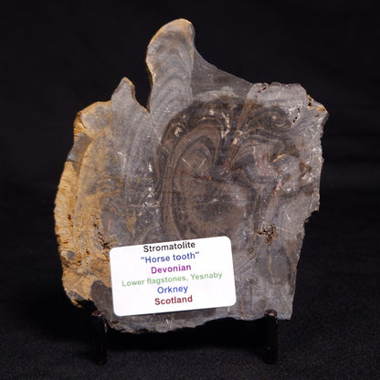 HORSE TOOTH STROMATOLITE, Devonian, Scotland ZHT005
