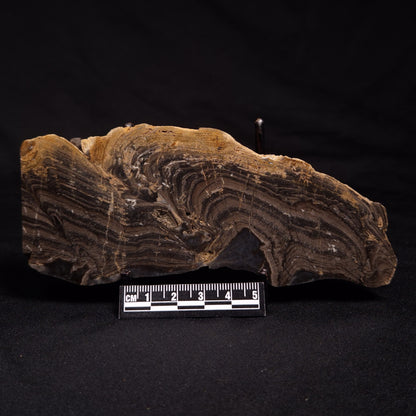 HORSE TOOTH STROMATOLITE, Devonian, Scotland ZHT006
