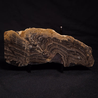 HORSE TOOTH STROMATOLITE, Devonian, Scotland ZHT006