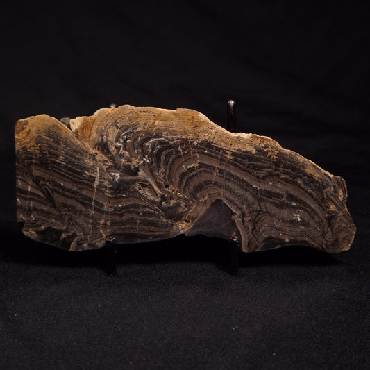 HORSE TOOTH STROMATOLITE, Devonian, Scotland ZHT006